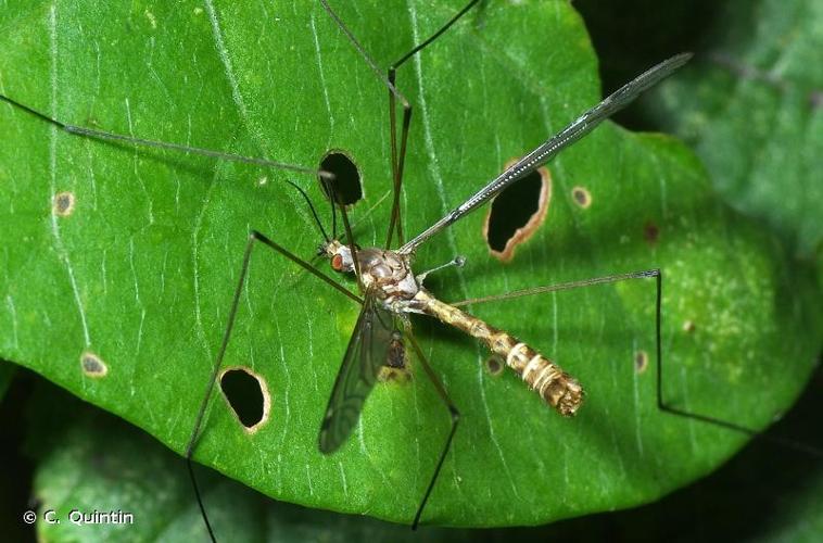 <i>Tipula sarajevensis</i> Strobl, 1898 © C. Quintin