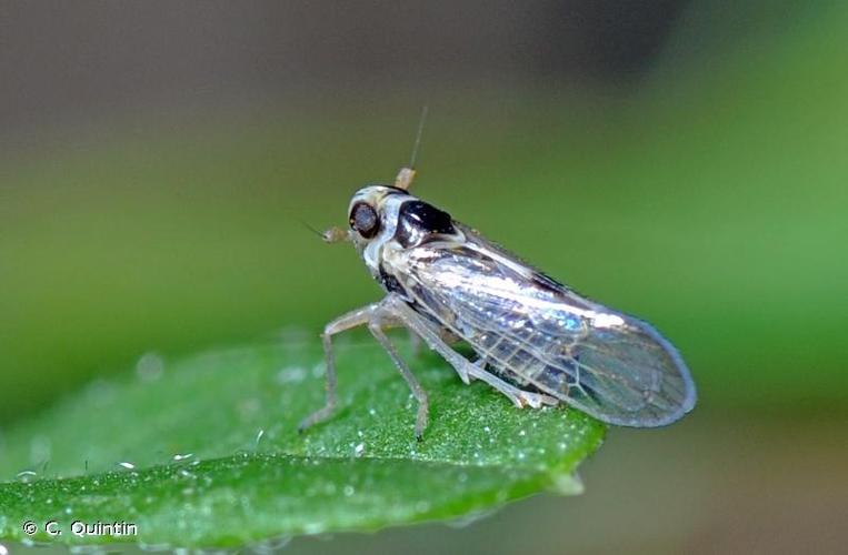 <i>Laodelphax striatellus</i> (Fallén, 1826) © C. Quintin