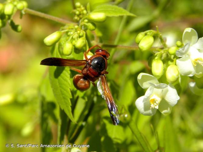 <i>Rhynchium oculatum</i> (Fabricius, 1781) © S. Sant/Parc Amazonien de Guyane