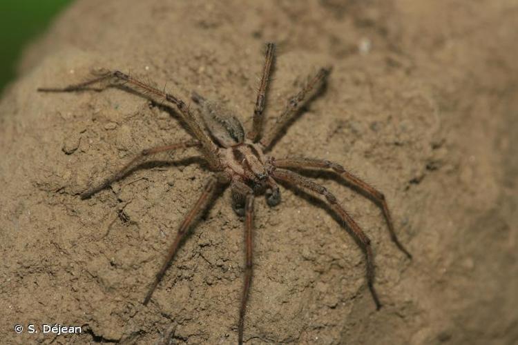 <i>Agelena labyrinthica</i> (Clerck, 1758) © S. Déjean