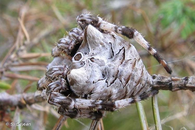 <i>Araneus grossus</i> (C.L. Koch, 1844) © S. Déjean