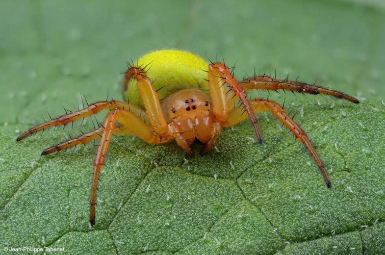 <i>Araniella inconspicua</i> (Simon, 1874) © 