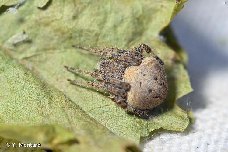 <i>Neoscona subfusca</i> (C.L. Koch, 1837) © Y. Montardi