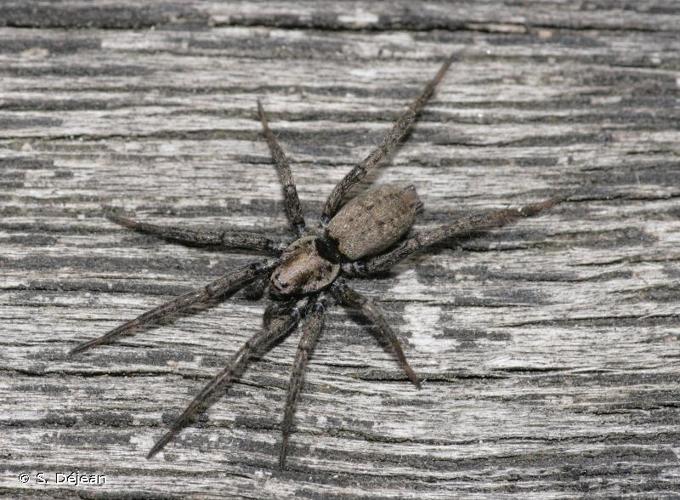 <i>Nomisia exornata</i> (C.L. Koch, 1839) © S. Déjean