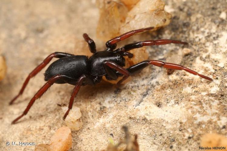 <i>Trachyzelotes pedestris</i> (C.L. Koch, 1837) © N. Henon