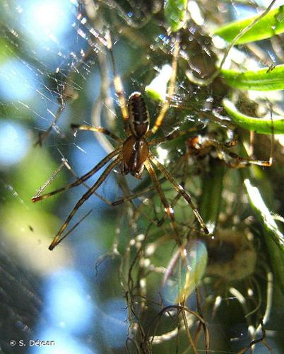 <i>Pityohyphantes phrygianus</i> (C.L. Koch, 1836) © S. Déjean