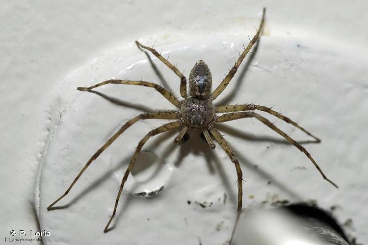 <i>Philodromus praedatus</i> O. Pickard-Cambridge, 1871 © P. Loria