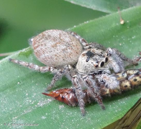 <i>Carrhotus xanthogramma</i> (Latreille, 1819) © A. Bounias-Delacour