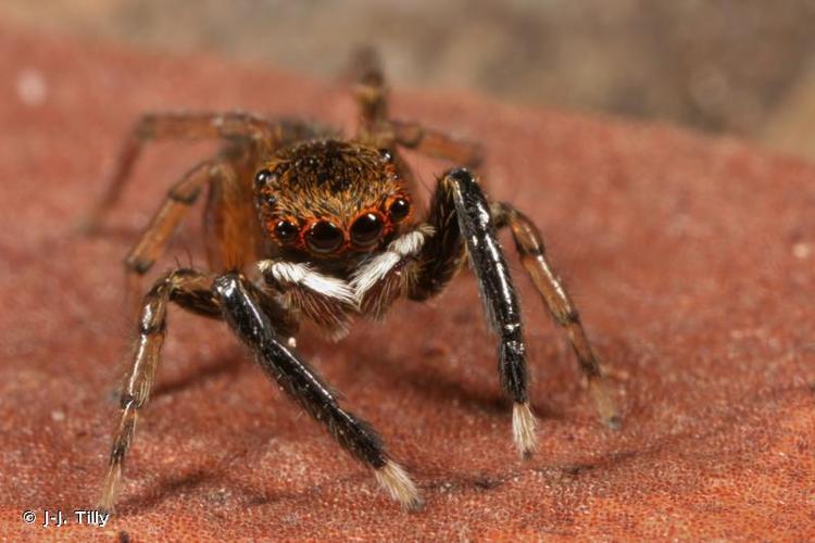 <i>Euophrys frontalis</i> (Walckenaer, 1802) © J-J. Tilly