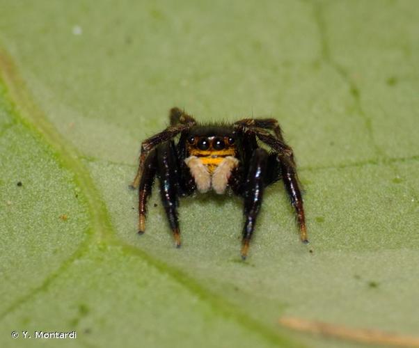 <i>Euophrys herbigrada</i> (Simon, 1871) © Y. Montardi