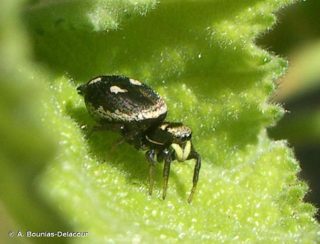 <i>Heliophanus apiatus</i> Simon, 1869 © A. Bounias-Delacour