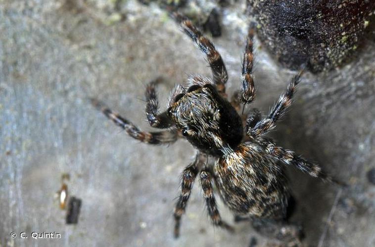 <i>Pseudeuophrys erratica</i> (Walckenaer, 1826) © C. Quintin