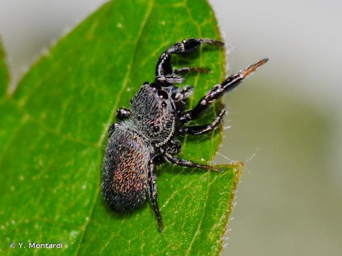 <i>Sibianor aurocinctus</i> (Ohlert, 1865) © Y. Montardi