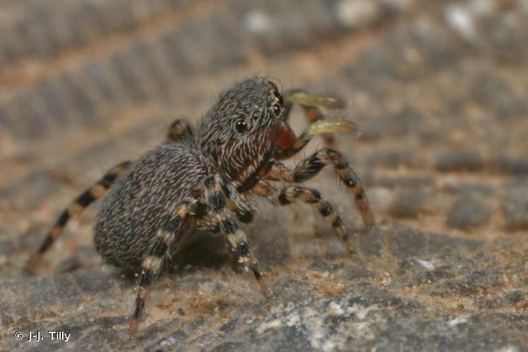 <i>Talavera inopinata</i> Wunderlich, 1993 © J-J. Tilly