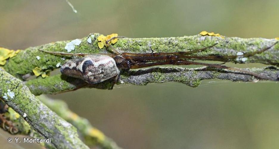 <i>Tetragnatha nigrita</i> Lendl, 1886 © Y. Montardi