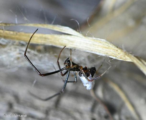 <i>Argyrodes argyrodes</i> (Walckenaer, 1841) © Y. Montardi