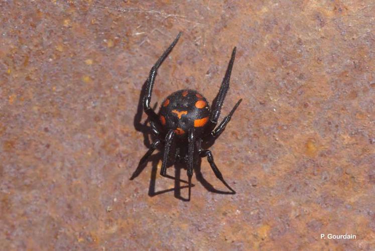 <i>Latrodectus tredecimguttatus</i> (Rossi, 1790) © P. Gourdain