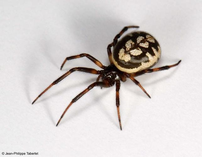 <i>Steatoda incomposita</i> (Denis, 1957) © 