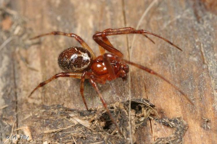 <i>Theridion pictum</i> (Walckenaer, 1802) © J-J. Tilly