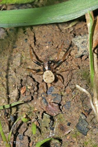 <i>Ozyptila simplex</i> (O. Pickard-Cambridge, 1862) © J-J. Tilly