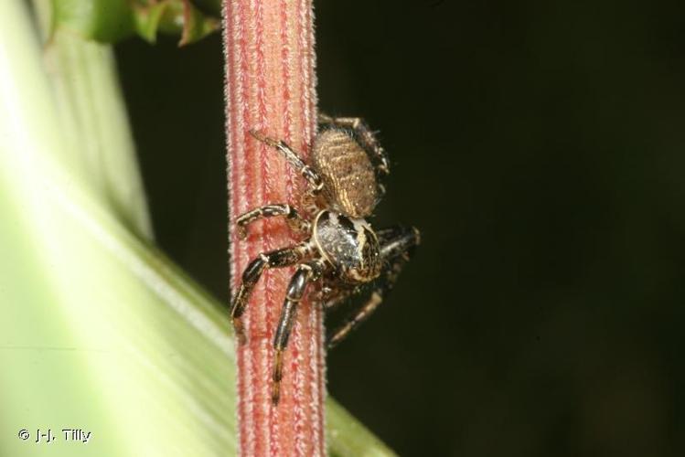 <i>Xysticus kempeleni</i> Thorell, 1872 © J-J. Tilly