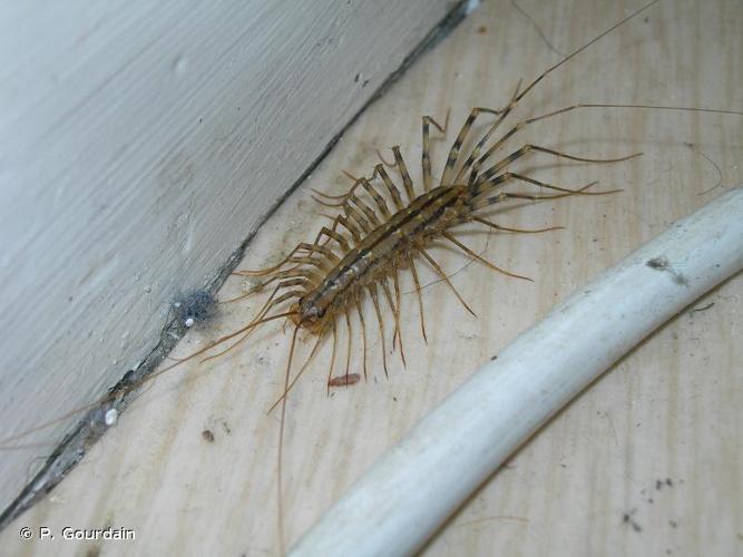 <i>Scutigera coleoptrata</i> (Linnaeus, 1758) © P. Gourdain