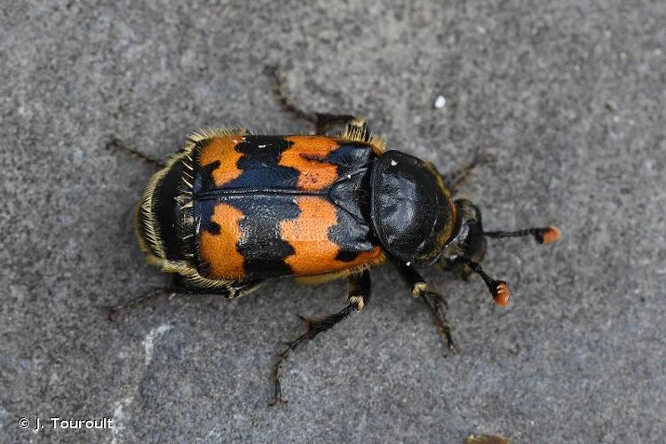 <i>Nicrophorus vespillo</i> (Linnaeus, 1758) © J. Touroult