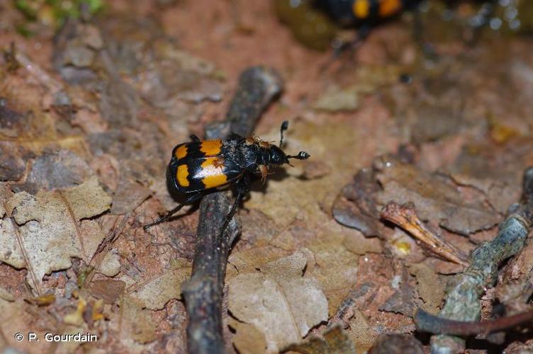 <i>Nicrophorus vespilloides</i> Herbst, 1783 © P. Gourdain