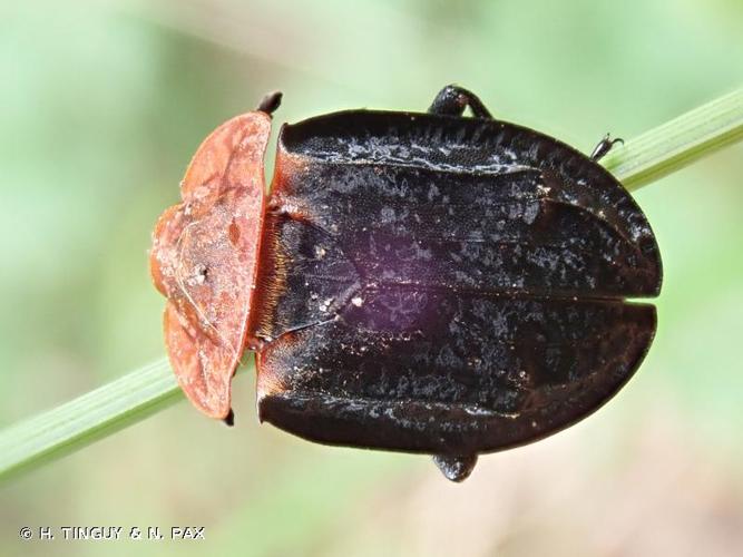 <i>Oiceoptoma thoracicum</i> (Linnaeus, 1758) © H. TINGUY & N. PAX