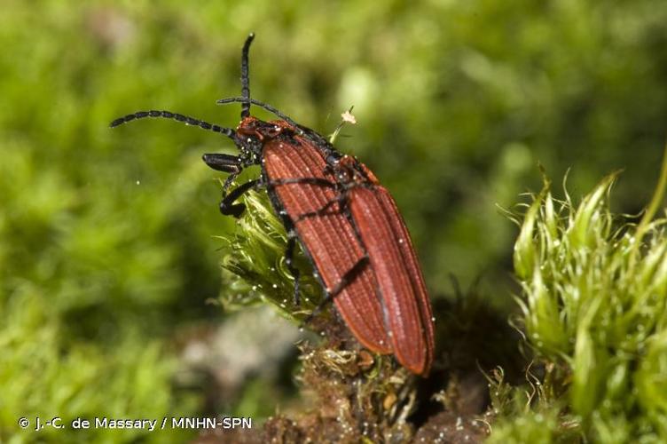 <i>Dictyoptera aurora</i> (Herbst, 1784) © J.-C. de Massary / MNHN-SPN