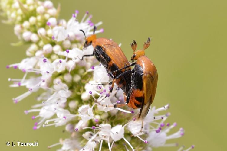 <i>Macrosiagon ferruginea</i> (Fabricius, 1775) © J. Touroult