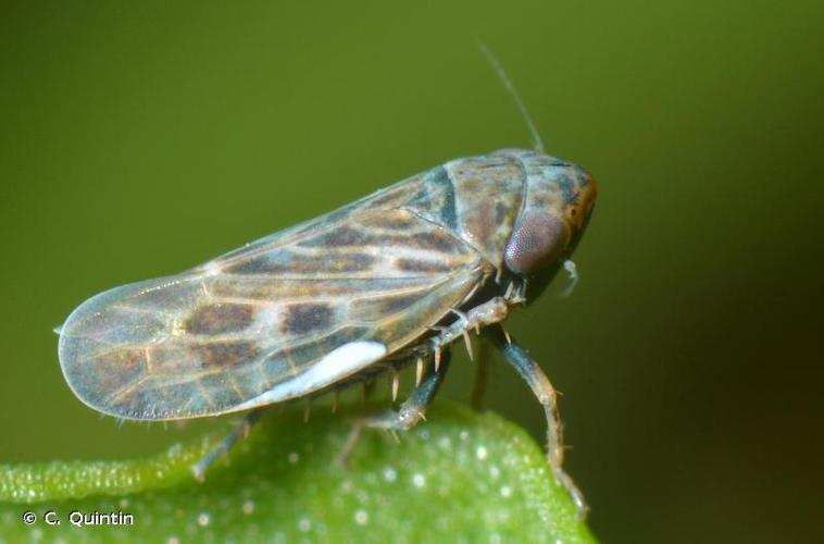 <i>Deltocephalus pulicaris</i> (Fallén, 1806) © C. Quintin