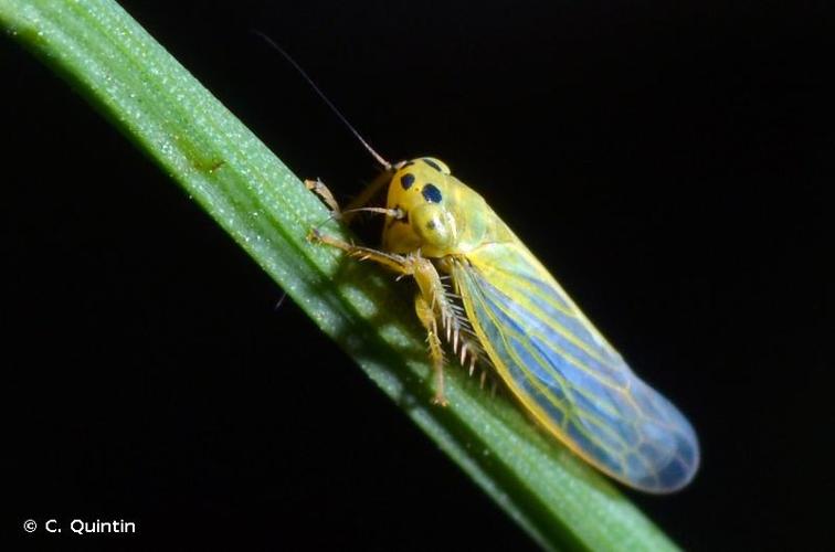 <i>Cicadula quadrinotata</i> (Fabricius, 1794) © C. Quintin