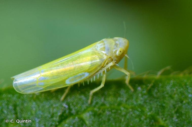 <i>Emelyanoviana mollicula</i> (Boheman, 1845) © C. Quintin