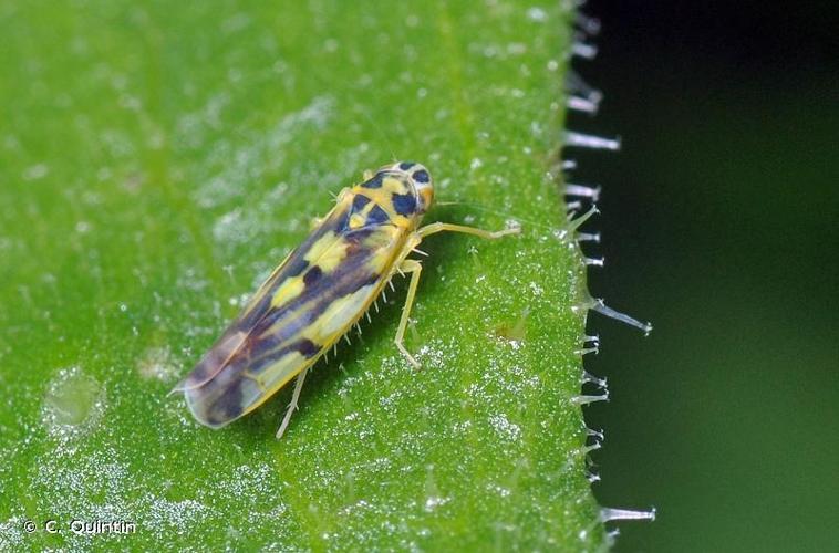 <i>Eupteryx aurata</i> (Linnaeus, 1758) © C. Quintin