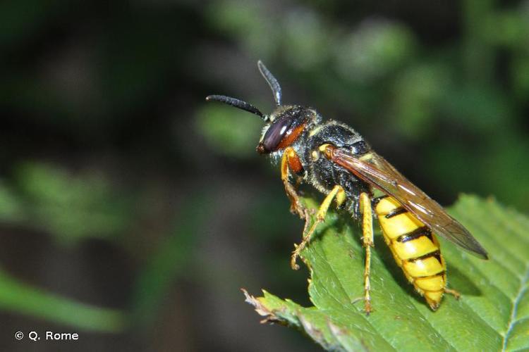 <i>Philanthus triangulum</i> (Fabricius, 1775) © Q. Rome