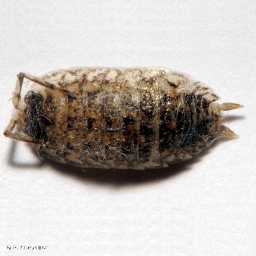 <i>Porcellio spinipennis</i> Budde-Lund, 1885 © F. Chevaillot