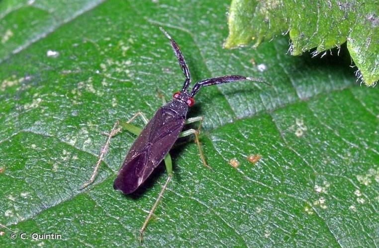 <i>Heterotoma planicornis</i> (Pallas, 1772) © C. Quintin