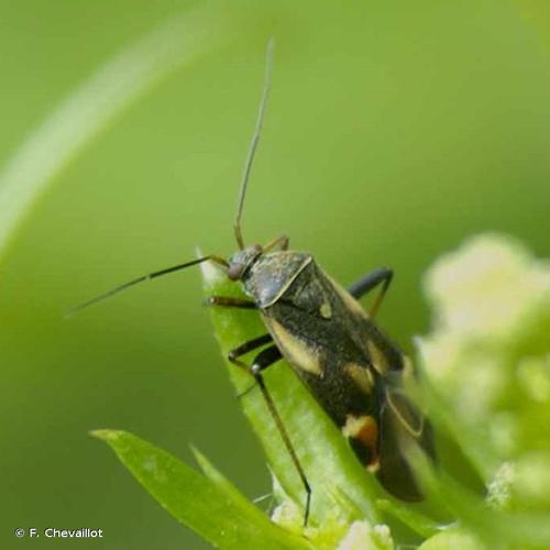 <i>Polymerus palustris</i> (Reuter, 1907) © F. Chevaillot