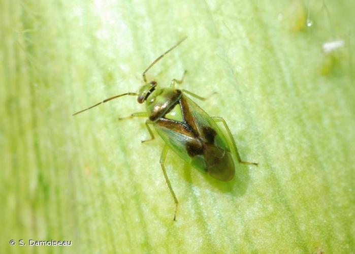 <i>Orthops campestris</i> (Linnaeus, 1758) © S. Damoiseau