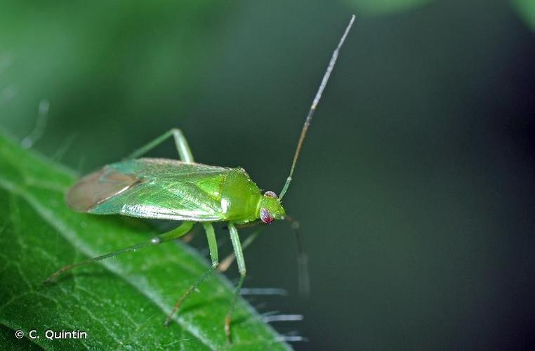 <i>Lygocoris pabulinus</i> (Linnaeus, 1761) © C. Quintin