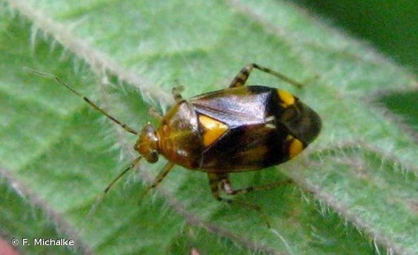 <i>Liocoris tripustulatus</i> (Fabricius, 1781) © F. Michalke