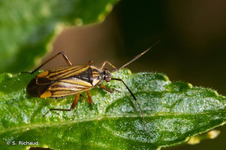 <i>Horwathia lineolata</i> (A. Costa, 1862) © S. Richaud