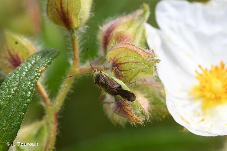 <i>Closterotomus trivialis</i> (A. Costa, 1853) © J. Touroult