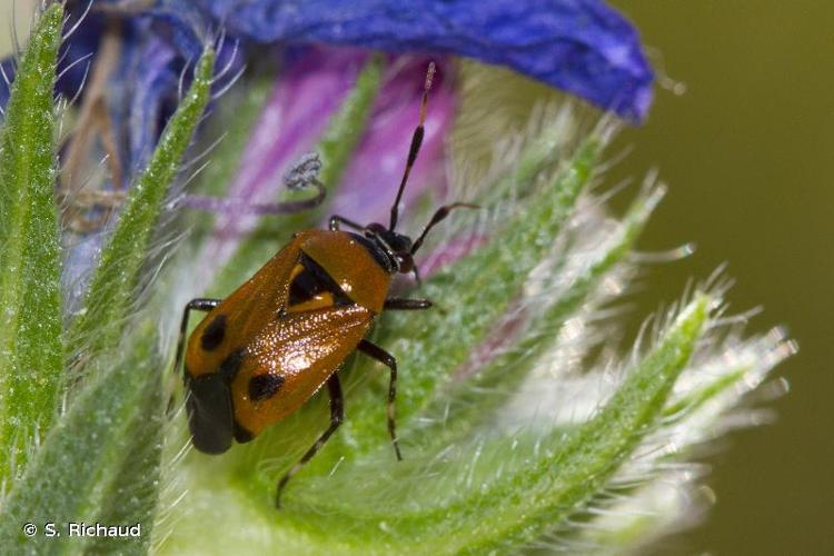 <i>Deraeocoris punctum</i> (Rambur, 1839) © S. Richaud