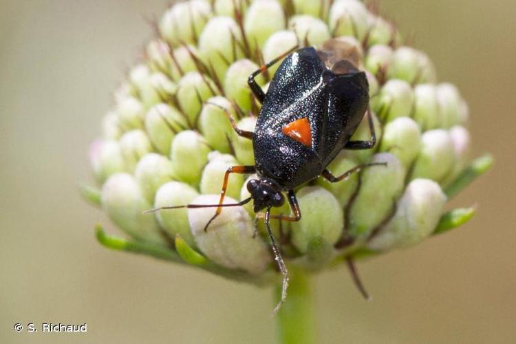 <i>Deraeocoris ribauti</i> Wagner, 1943 © S. Richaud