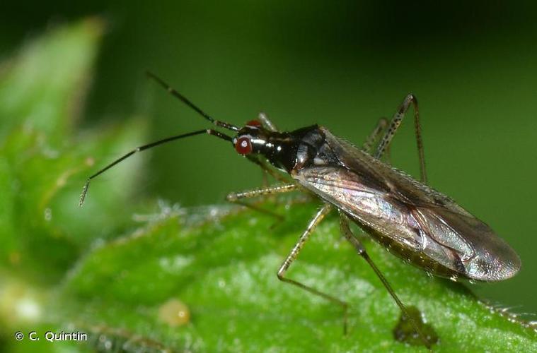 <i>Dicyphus errans</i> (Wolff, 1804) © C. Quintin