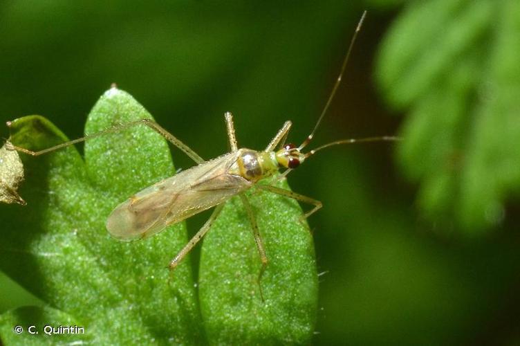 <i>Dicyphus pallidus</i> (Herrich-Schäffer, 1836) © C. Quintin