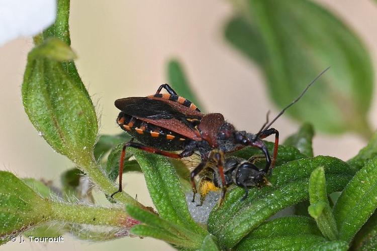 <i>Rhynocoris erythropus</i> (Linnaeus, 1767) © J. Touroult