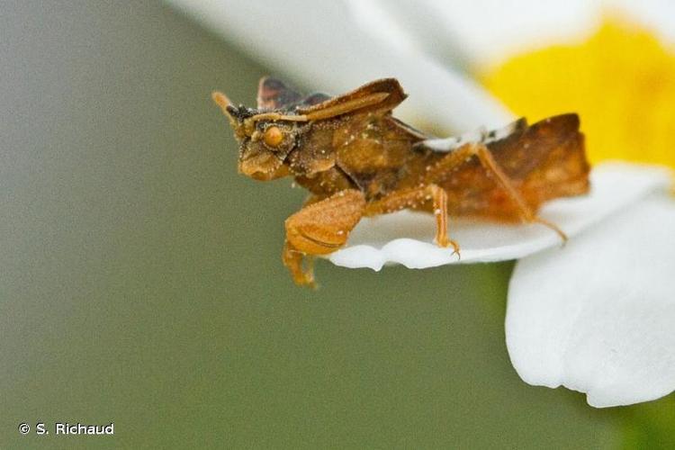 <i>Phymata crassipes</i> (Fabricius, 1775) © S. Richaud